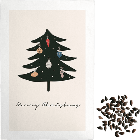 Premium-Samentütchen "Merry Christmas" | 8g