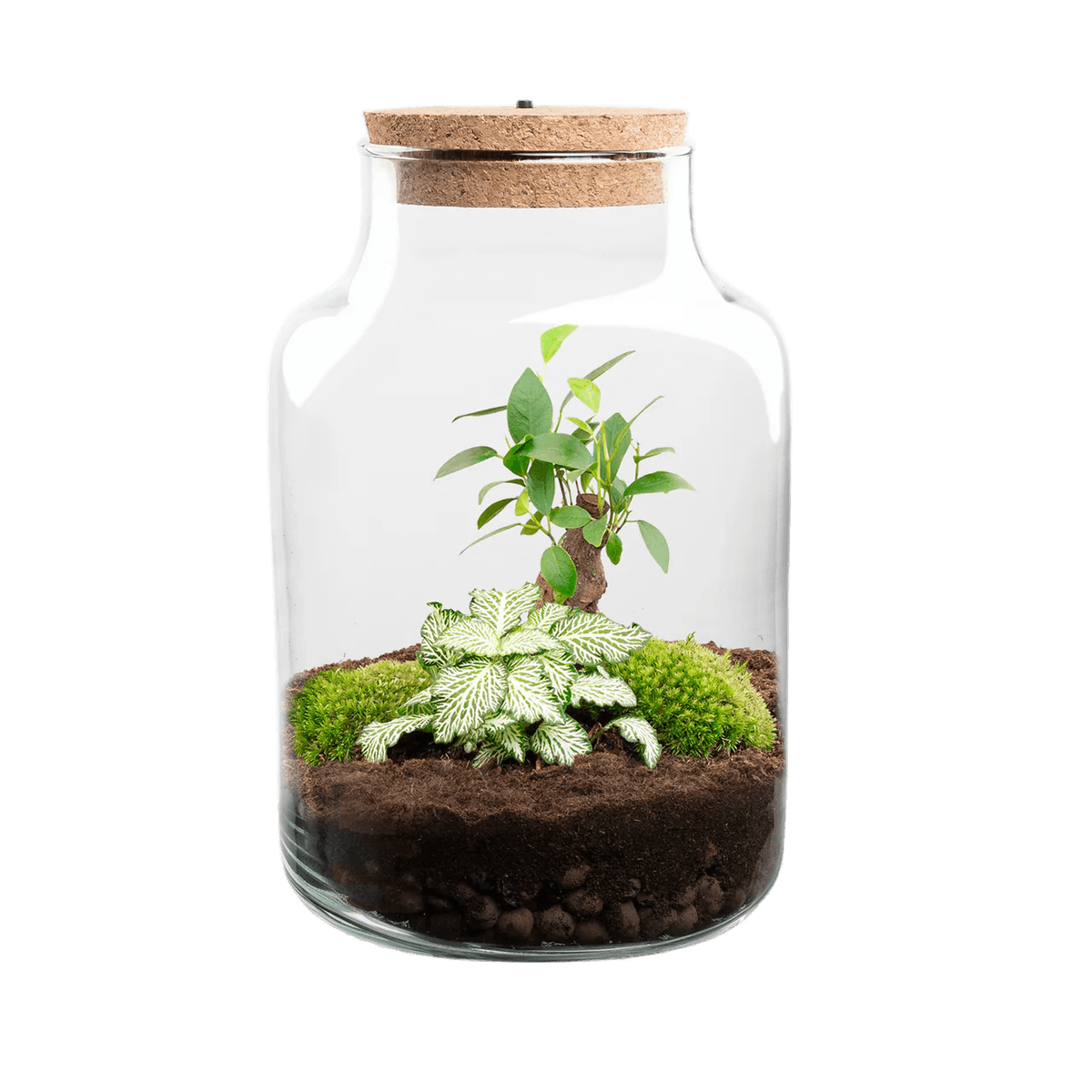 Pflanzen-Eco-Sphäre | urban jungle | 25 cm hoch